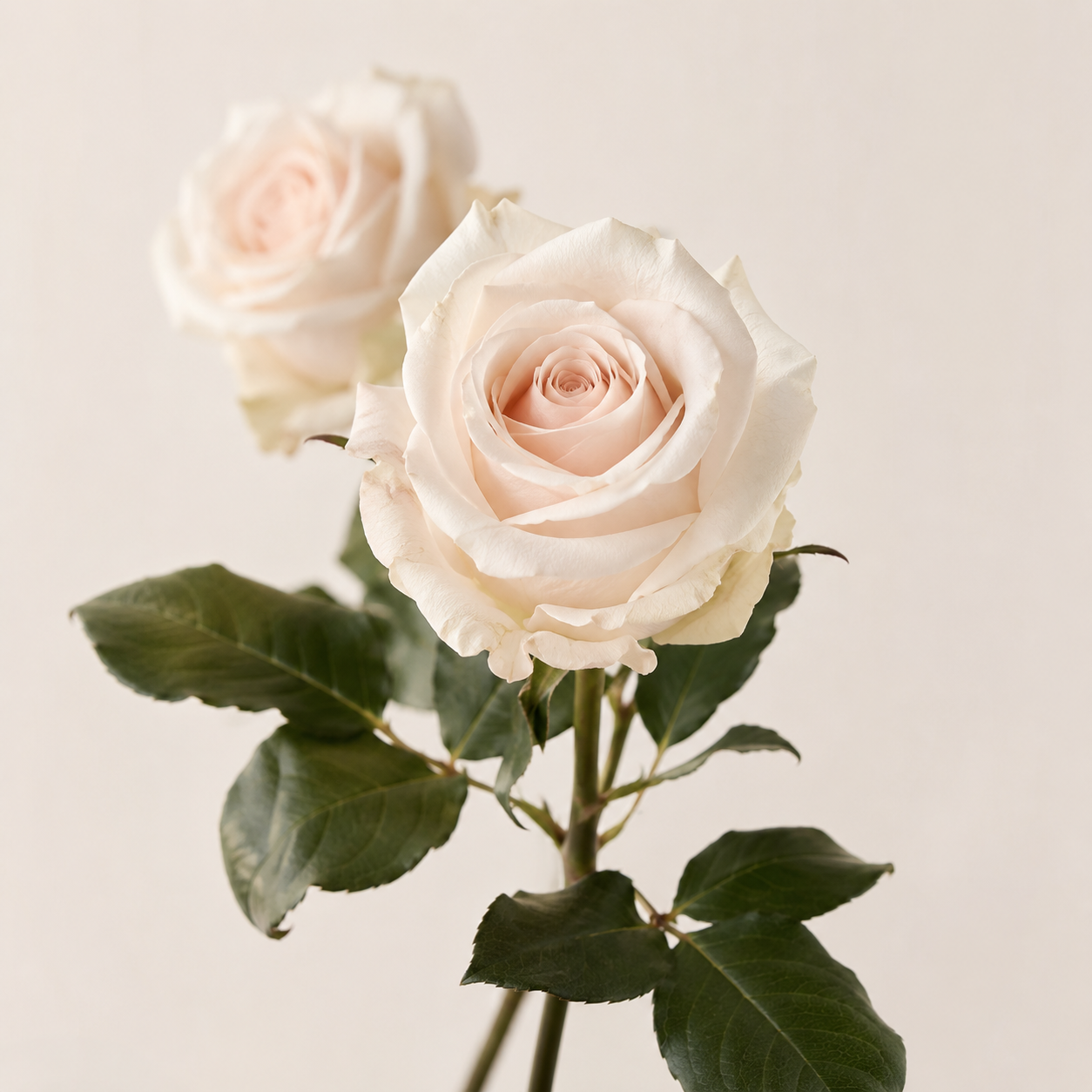 Immaculate White Roses