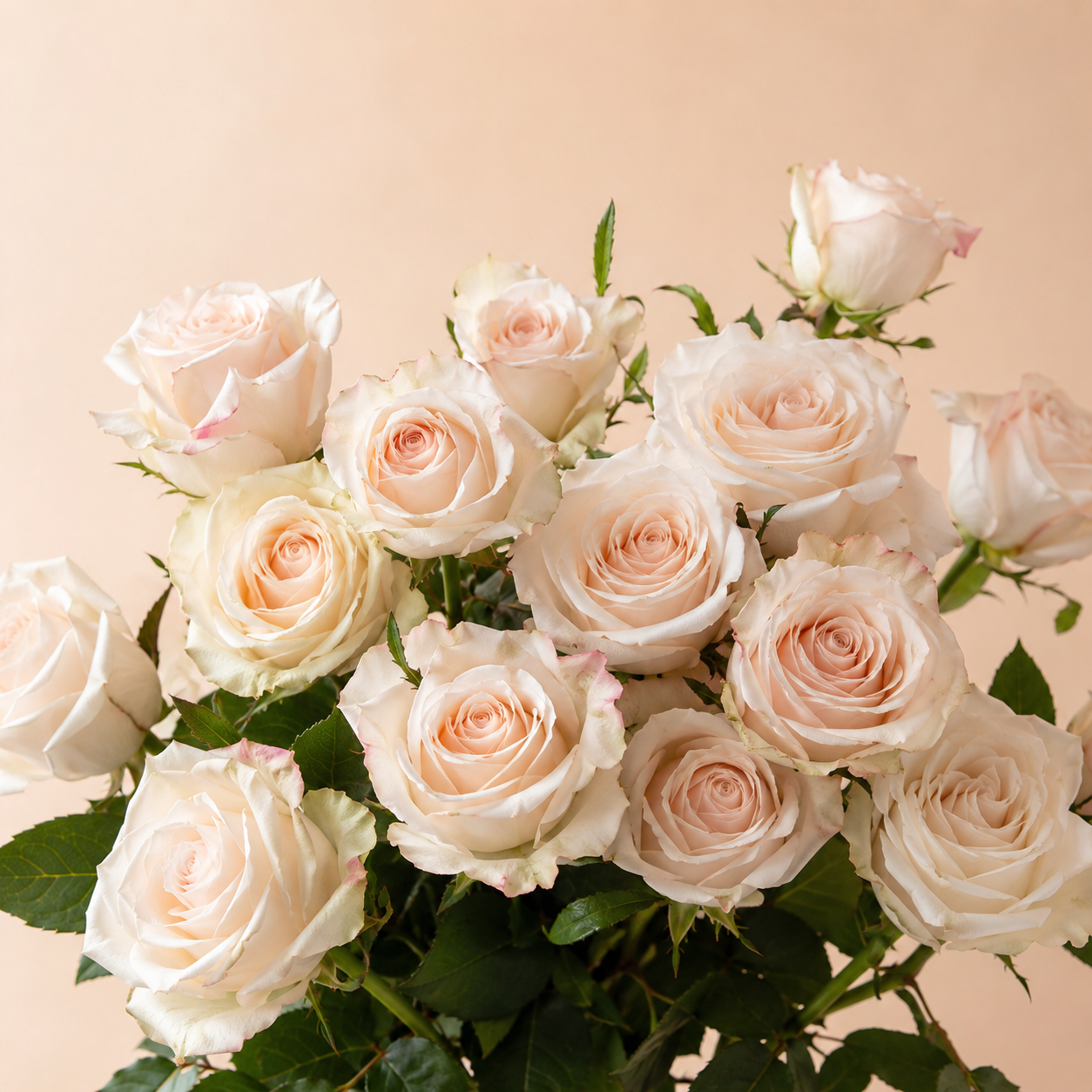 Immaculate White Roses