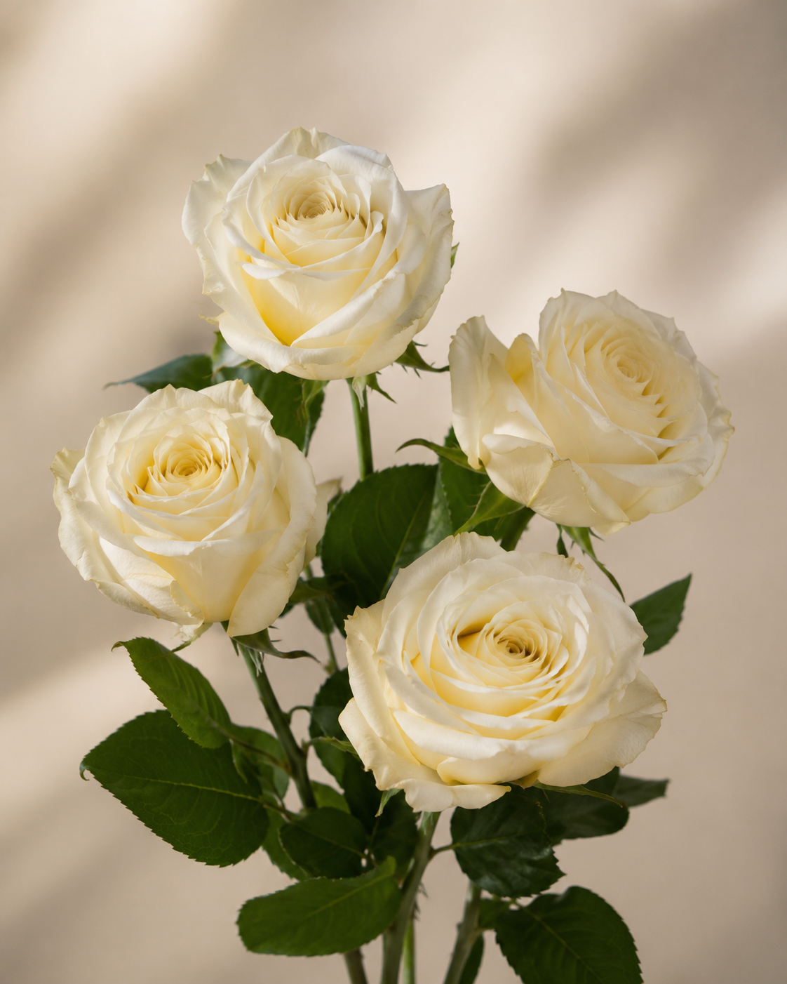 Immaculate White Roses