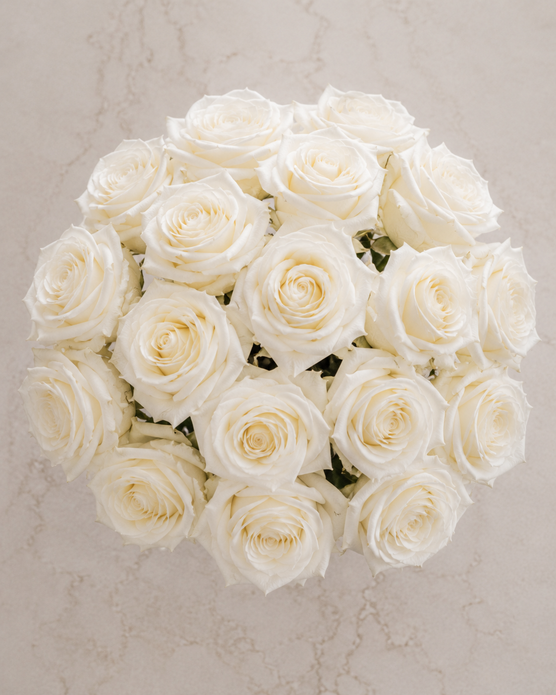 Immaculate White Roses